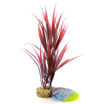 Blue Ribbon Sword Plant with Gravel Base - Red