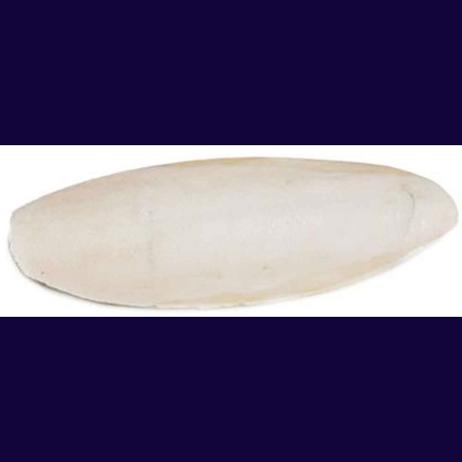 Prevue Cuttlebone Birdie Basics Large 6\