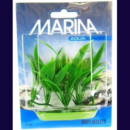 Marina Foreground Crypt Becketti Aquarium Plant