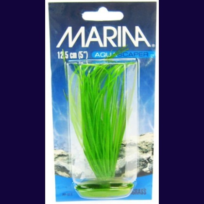 Marina Hairgrass Plant