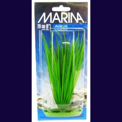 Marina Hairgrass Plant