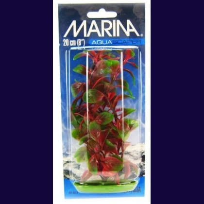 Marina Red Ludwigia Plant