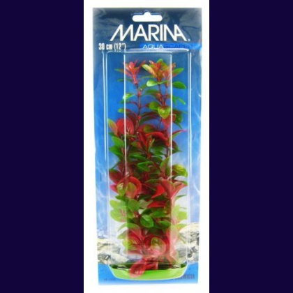 Marina Red Ludwigia Plant