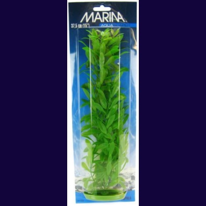 Marina Hygrophila Plant