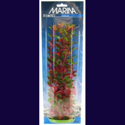 Marina Red Ludwigia Plant