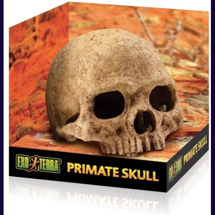 Exo Terra Terrarium Primate Skull Decoration