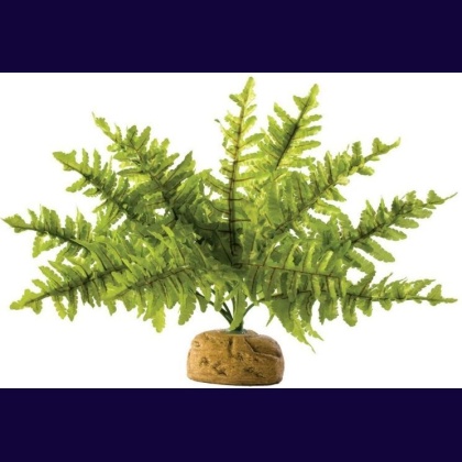 Exo Terra Boston Fern Terrarium Plant