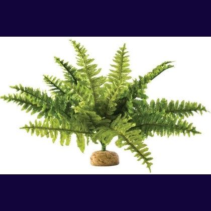 Exo Terra Boston Fern Terrarium Plant