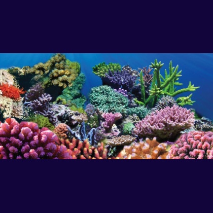 Aquatic Creations Coral Cling Aquarium Background