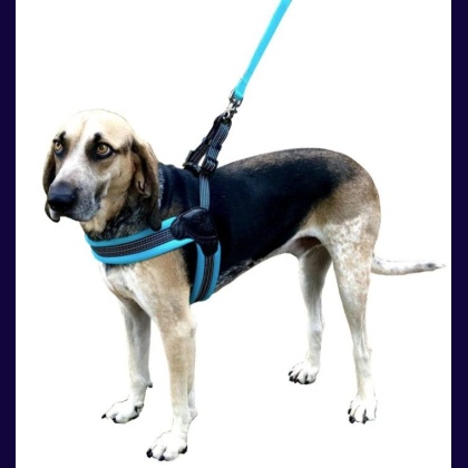 Sporn Easy Fit Dog Harness Blue