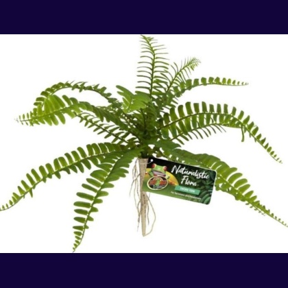 Zoo Med Naturalistic Flora Sword Fern